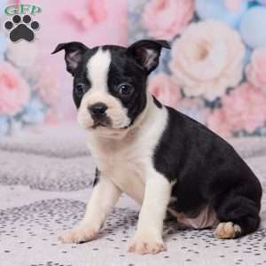 Jake, Boston Terrier Puppy